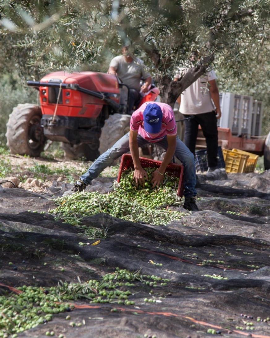 팔마 디 몬테치아로 Azienda Agricola Mandranova 게스트하우스 외부 사진